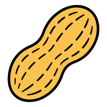 Peanut in shell vector illustration