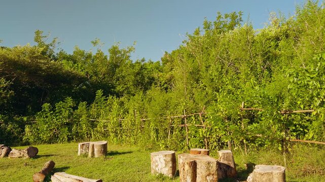 Open Forest Clearing With Wooden Stumps Surrounded By Green Vegetation Under Clear Sky, Outdoor Recreation And Nature Conservation