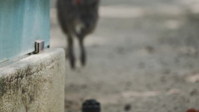 A wallaby hops around its enclosure at a wildlife park during a sunny afternoon