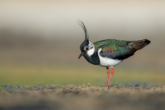 Northern Lapwing standing on muddy ground in natural habitat