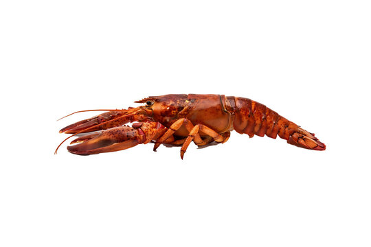 Lateral view of a red crustacean showing the detailed segmented abdomen, walking legs, and large chelae, isolated on a black background for morphological analysis.