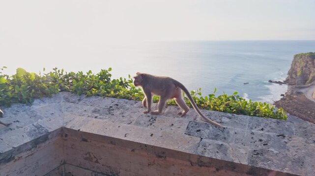 Long Tailed Macaque Walking Along Ancient Temple Wall Above Ocean Cliffs at Pura Luhur Uluwatu During Golden Hour