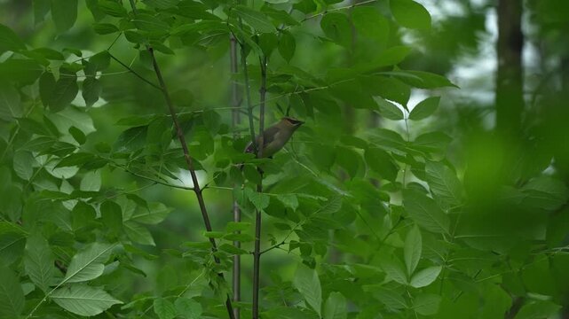 Close-up of a cedar waxwing hopping through leafy branches before pausing to observe its surroundings.