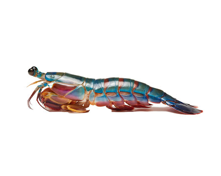 Colorful iridescent mantis shrimp crustacean isolated on black background for marine biology study