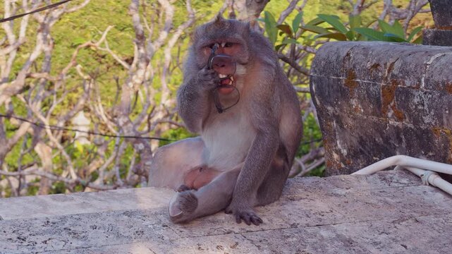Balinese Macaque Holding Eyeglasses And Exploring Human Objects on Cliffside Temple Terrace at Sunset