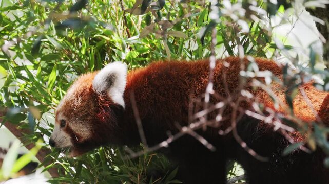 Red panda forages among green foliage, exploring its environment with curiosity, showcasing its distinct reddish-brown fur and playful demeanor in a natural habitat