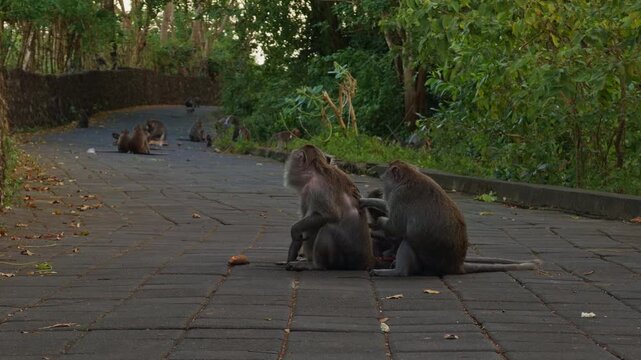 Large Troop of Wild Macaques Resting and Socializing Along Forest Temple Road at Pura Luhur Uluwatu