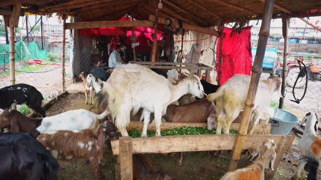Goat Herd Standing Together in Pen Livestock Management Scene
