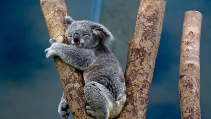koala in tree © MUSTAFAJBR