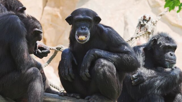 Chimps interact and enjoy snacks at the zoo in midday sunlight