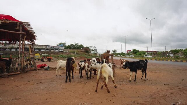 Livestock Goats Headbutting Each Other Playful Combat Outdoor Scene