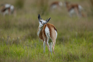 A springbuck (Antidorcas marsupialis) in the African bush licking itself © Tyrone