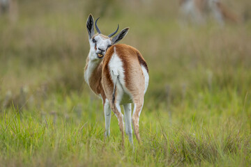 A springbuck (Antidorcas marsupialis) in the African bush licking itself © Tyrone