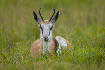 A springbuck (Antidorcas marsupialis) lays down in the african grass chewing grass © Tyrone