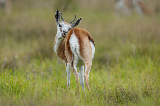 A springbuck (Antidorcas marsupialis) in the African bush licking itself