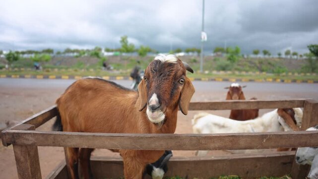 Curious Goat Looking Directly at Camera Close Up Farm Animal Portrait