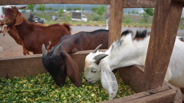 Two Goats Eating from Feeding Rack Farm Animal Livestock Scene