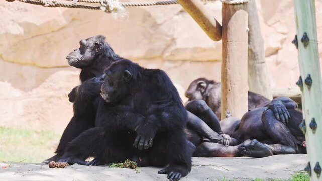 Chimps interact and rest at the zoo during the afternoon