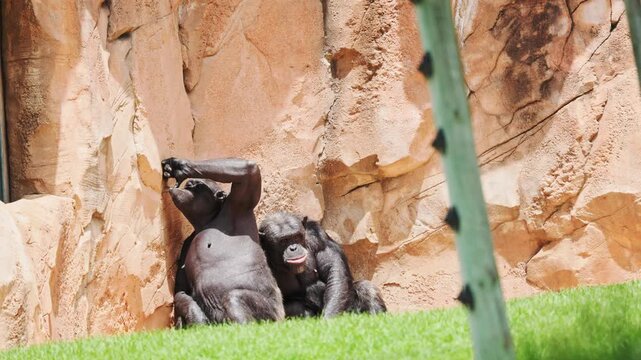 Monkeys play and interact at the zoo during a sunny afternoon