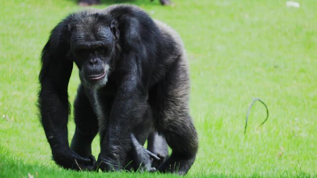 Chimpanzee walks around a grassy area at the zoo in the afternoon