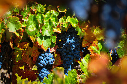 grapes in the vineyard in the fall