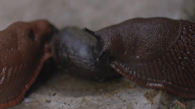 Two snails interacting on a rock in a garden setting during daytime