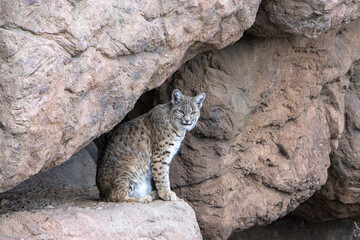 Bobcat perched on rocky ledge © A. Brownfield Brown