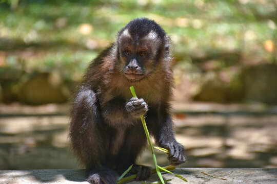 Capuchin monkey eating bamboo sprouts. Native to Central and South America.