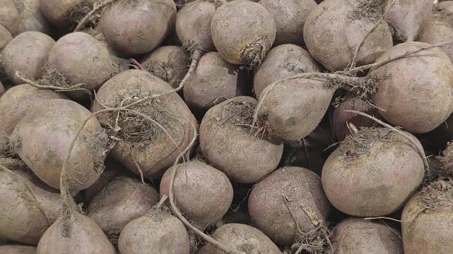 Pile of freshly harvested beetroots with dirt and roots. Close up of raw, organic root vegetables displaying natural texture and color