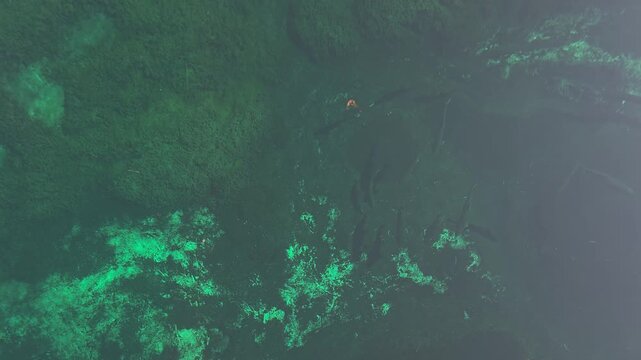 Overhead shot of large lake and brown trout swimming through the vibrant, clear emerald-green water above the sandy bed at Kitch-iti-kipi spring in Palms Book State Park, Michigan.