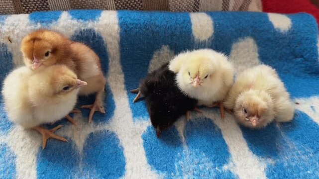 Adorable newborn baby chicks huddling together