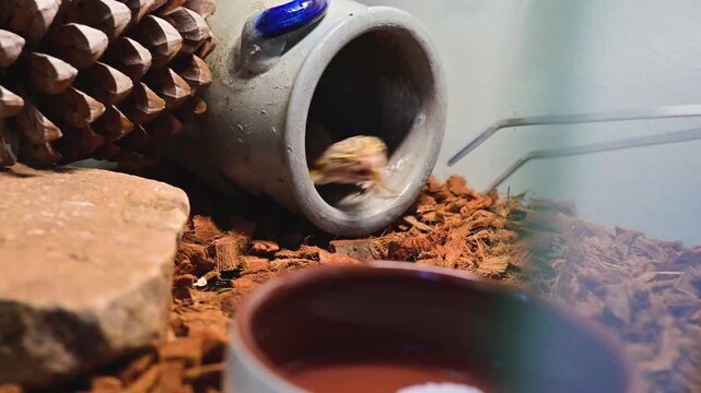 Leopard gecko eating cricket with tweezers in terrarium. 4K slow motion footage