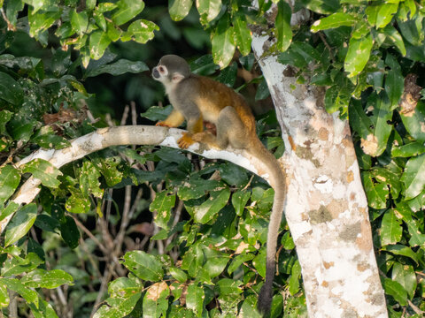 A Squirrel Monkey sitting on a tree branch in the forest with its tail hanging down