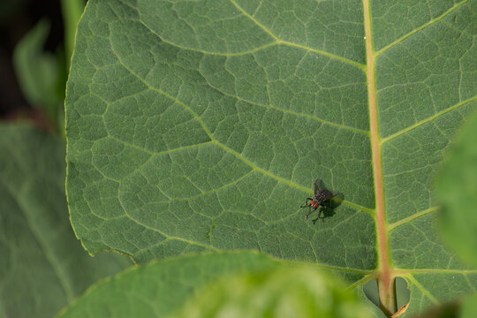 Exhausted fly resting on a green leaf