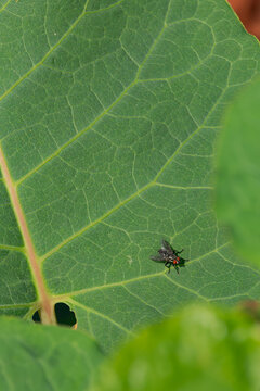 Exhausted fly resting on a green leaf