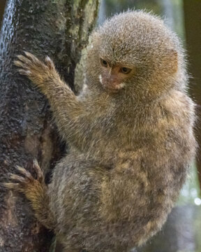 A close up of a Western Pygmy Marmoset sitting on a tree trunk and looking down