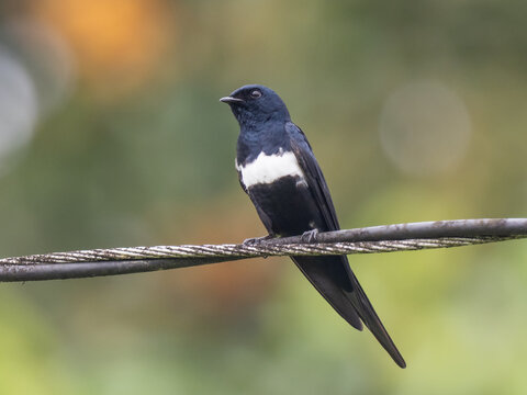 A close up of a White-banded Swallow pearched on overhead wires