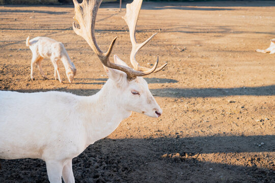 Rare White Albino Reindeer with Large Antlers Walking on Sandy Ground