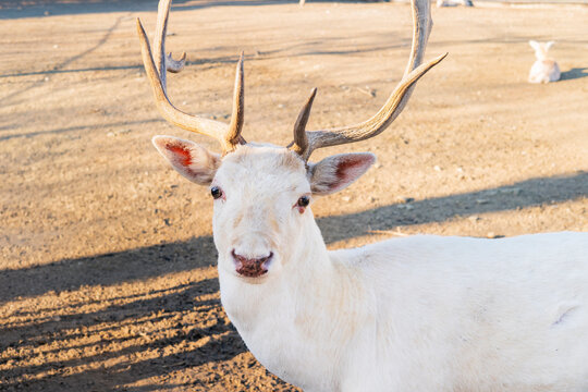 Rare White Albino Reindeer with Large Antlers Walking on Sandy Ground