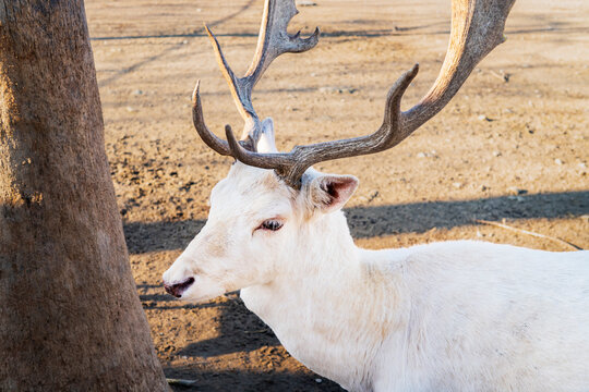 Rare White Albino Reindeer with Large Antlers Walking on Sandy Ground