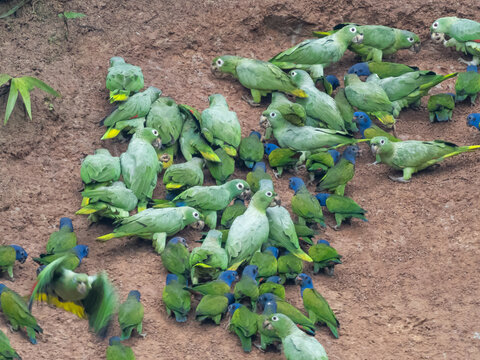 A mixed flock of Mealy Amazon parrots and Blue-headed parrots at a clay lick