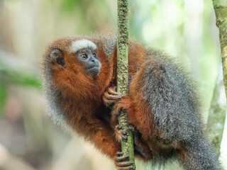 A close up of a White-tailed Titi monkey perched on a narrow vertical branch © Christopher