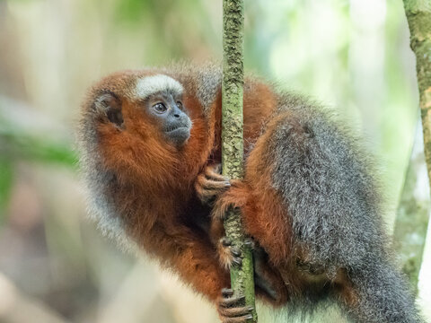 A close up of a White-tailed Titi monkey perched on a narrow vertical branch