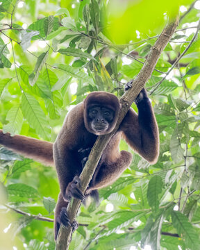 A Common Woolly Monkey perched on a narrow branch under the leaf canopy