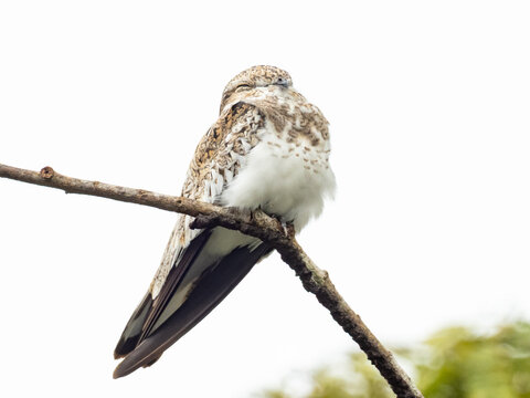 A close up of a roosting Sand-colored Nighthawk perched out on an open branch