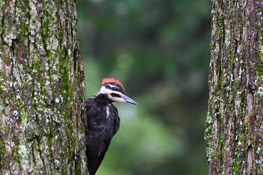Pileated Woodpecker bird on a tree trunk