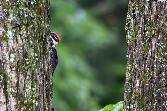 Pileated Woodpecker bird on a tree trunk