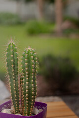 cactus in a pot © Zorya