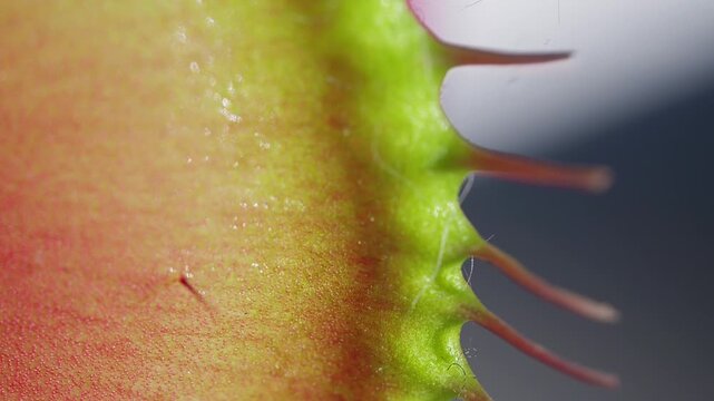 Close up macro video of the Venus Flytrap plant leaves.