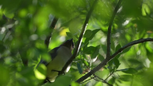 Low-angle close-up of a cedar waxwing perched among green leaves while observing its surroundings.
